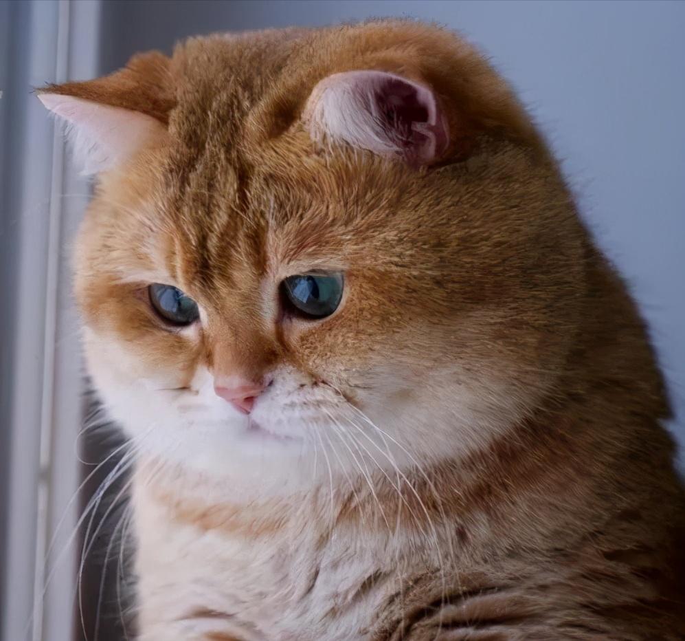 建议养的10种家猫,旺家猫的特征