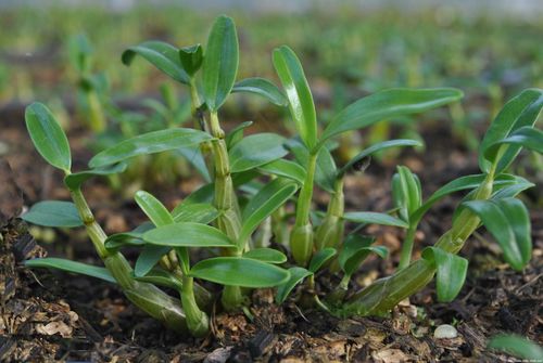 野生石斛现在多少一克,鲜的野生石斛多少一克