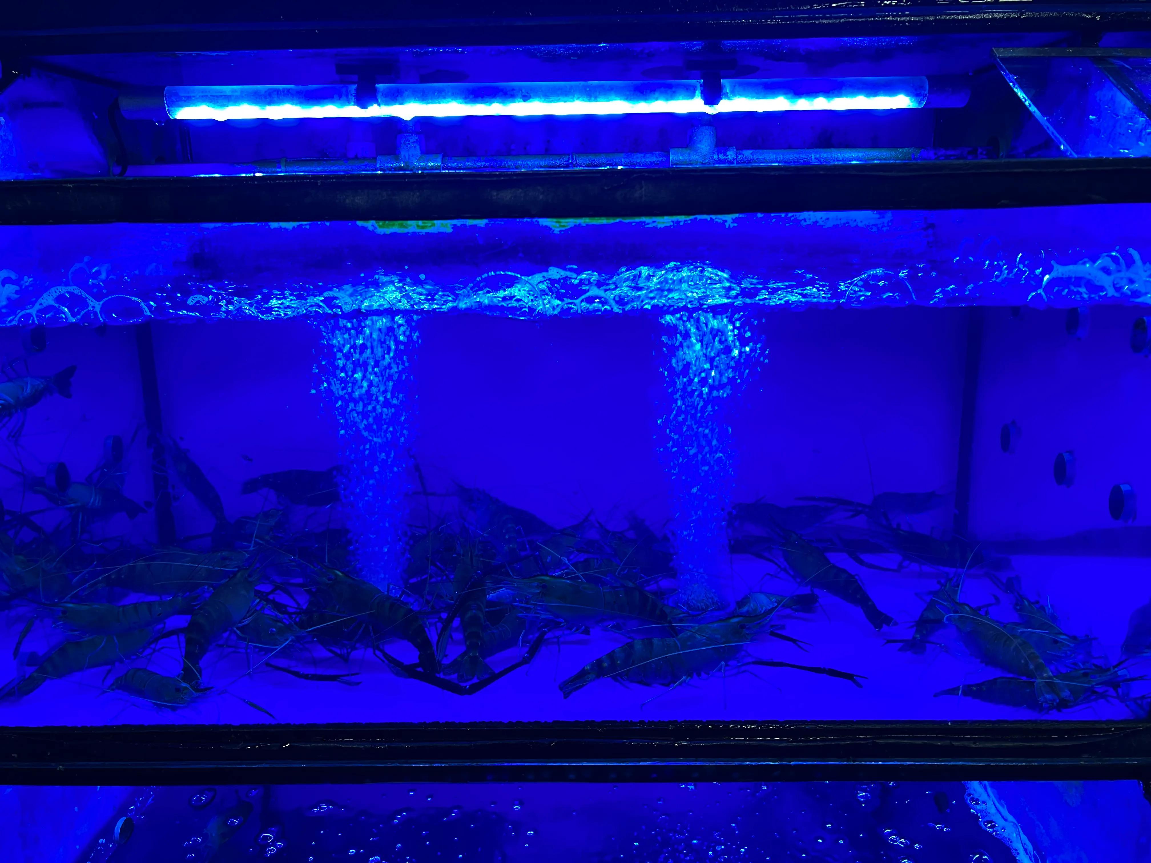 广州捞小海鲜哪家最好吃,广州美食探店珠江新城