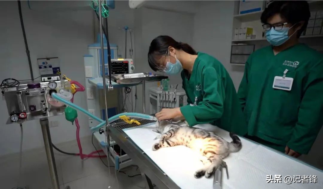 宠物医院盈利模式有哪些,宠物医院赚钱到底有多好赚