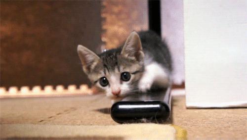 怎么挑选幼猫美短,怎么挑选幼猫性格