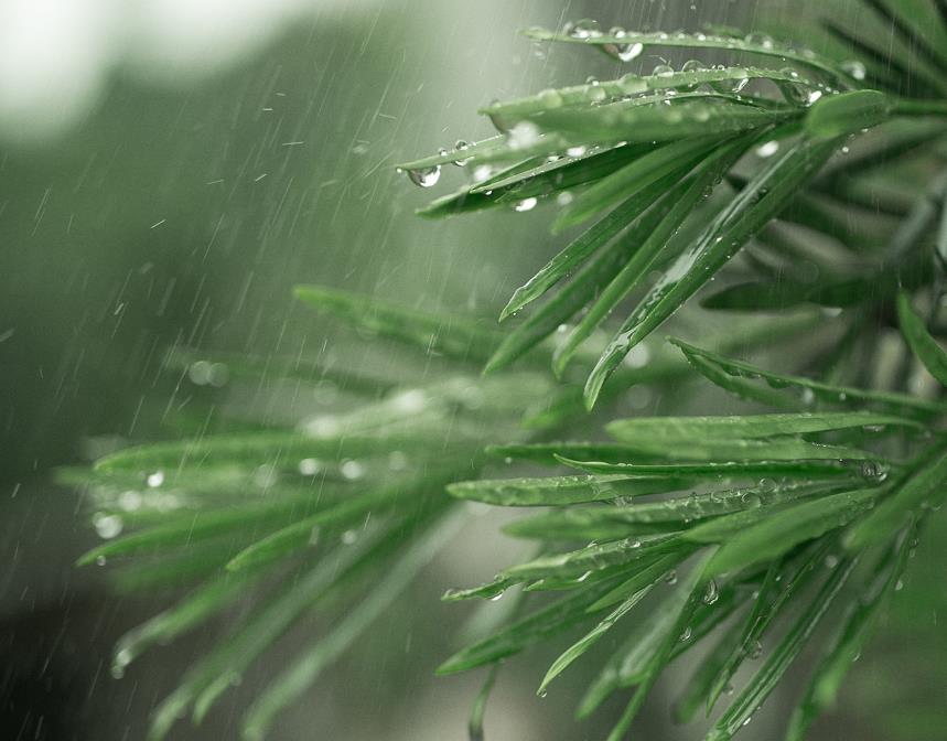 谷雨时间预示着什么,谷雨节气是晴好还是下雨好