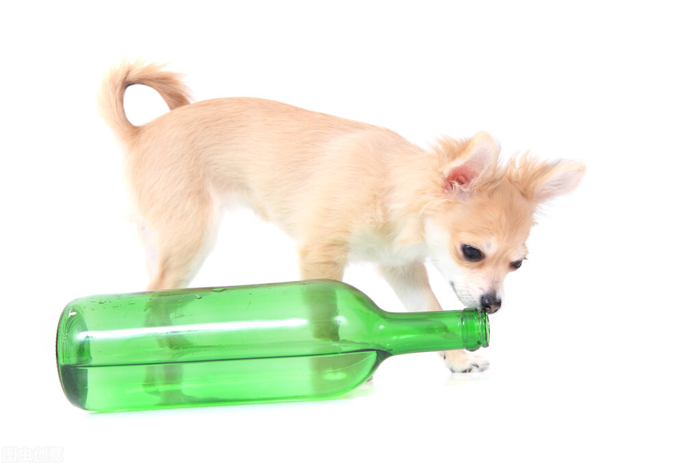 千万不要让狗狗乱吃,给狗狗喝水的5大误区你占几个