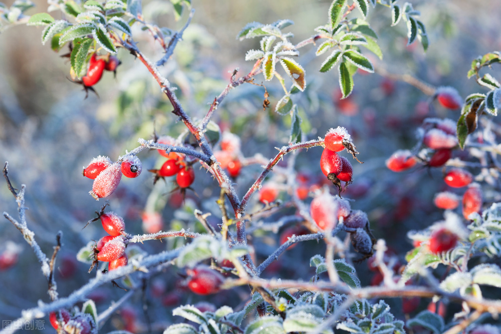 有关寒霜降的宋词,有关霜降的七绝诗