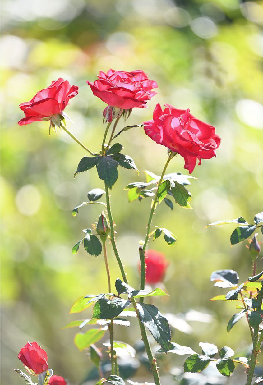 如何在夜里拍出好看的花朵照片,花朵怎么拍出好看的照片