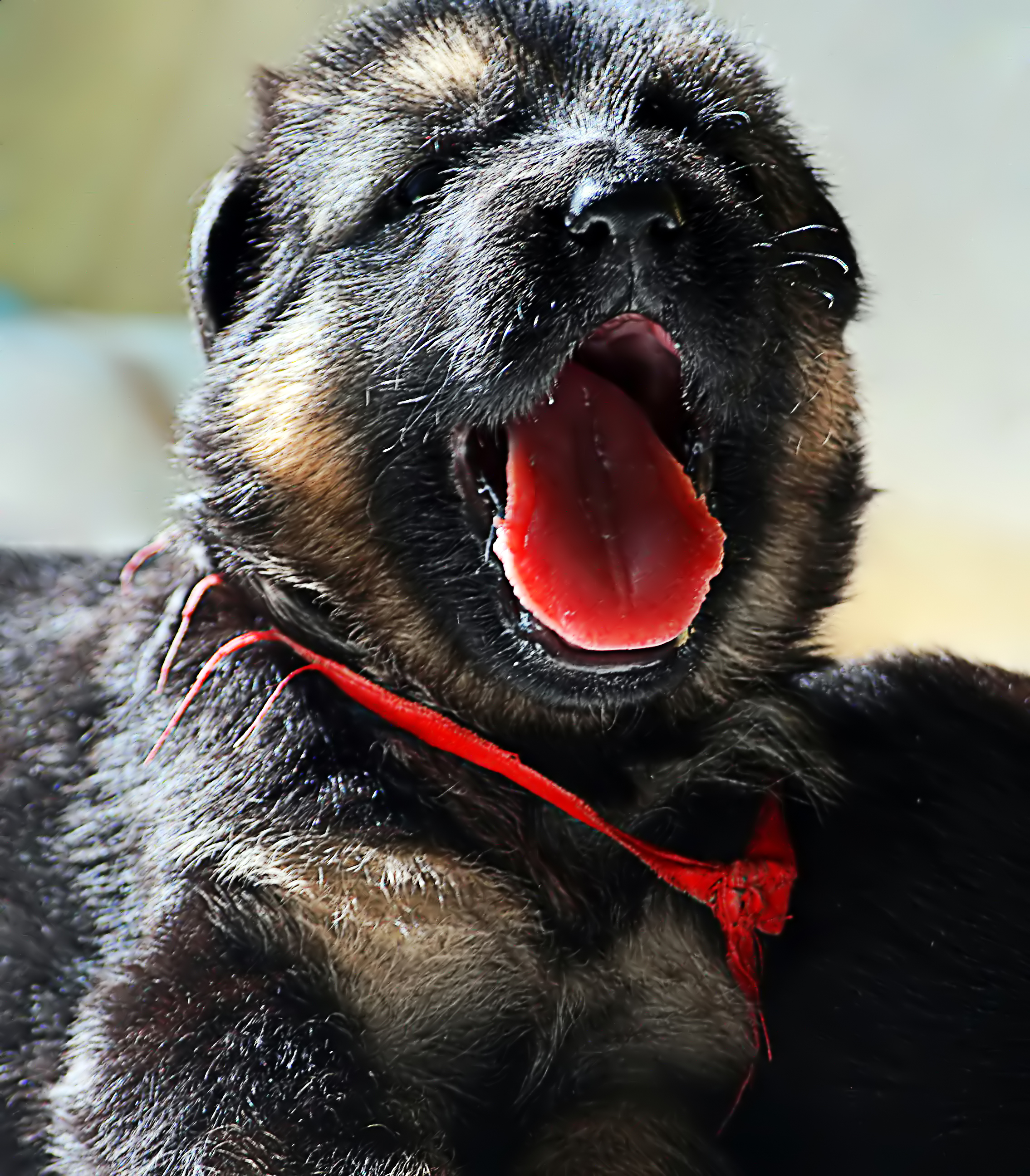 德牧养殖技术书籍大全,德牧饲养攻略