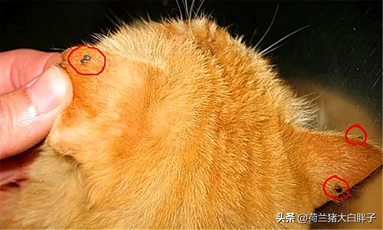 猫咪是如何感染球虫的,猫咪怎么感染蜱虫