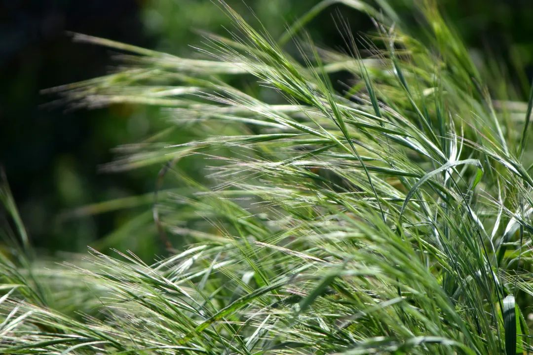 金地东莞名著,东莞金地名著样板房