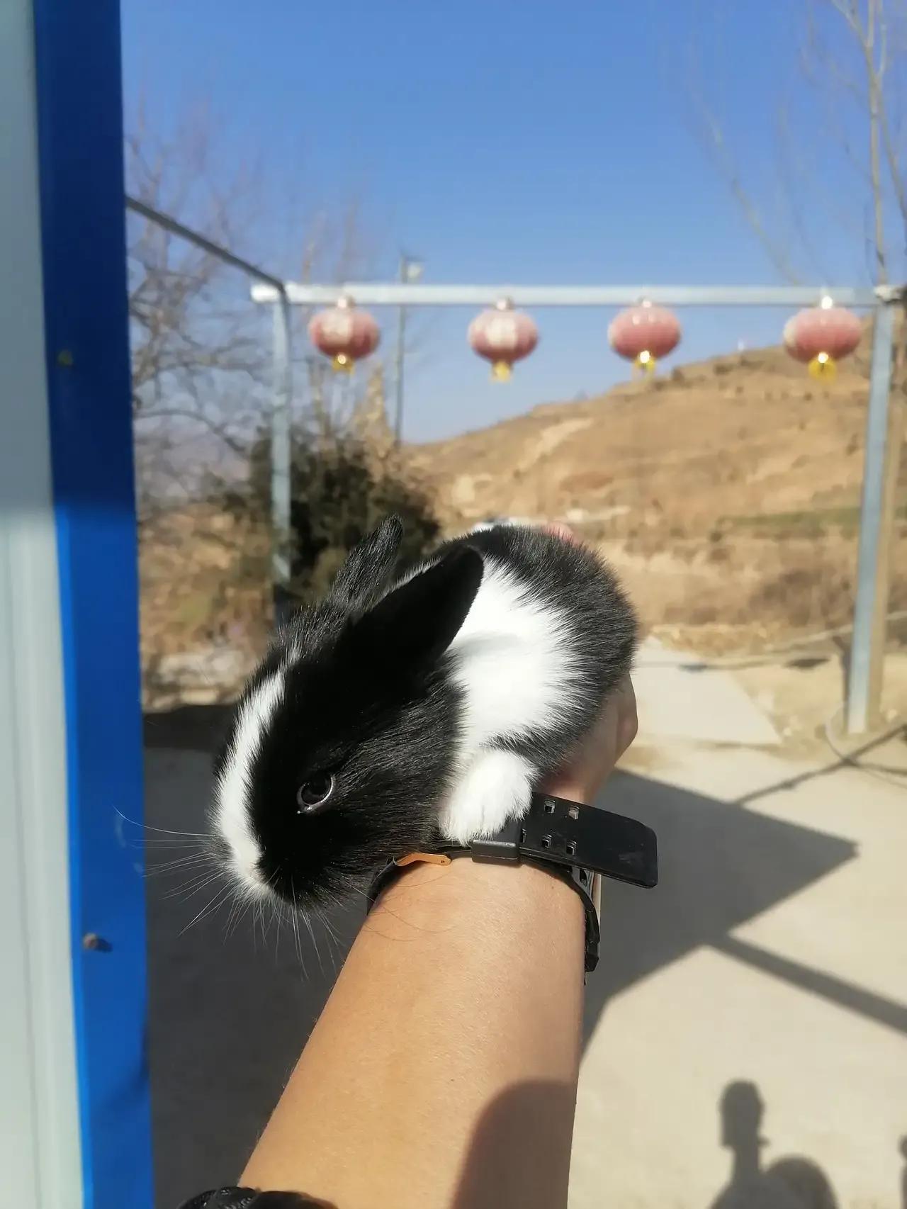 兔子养殖技术用什么方法最好,小白兔养殖创业项目