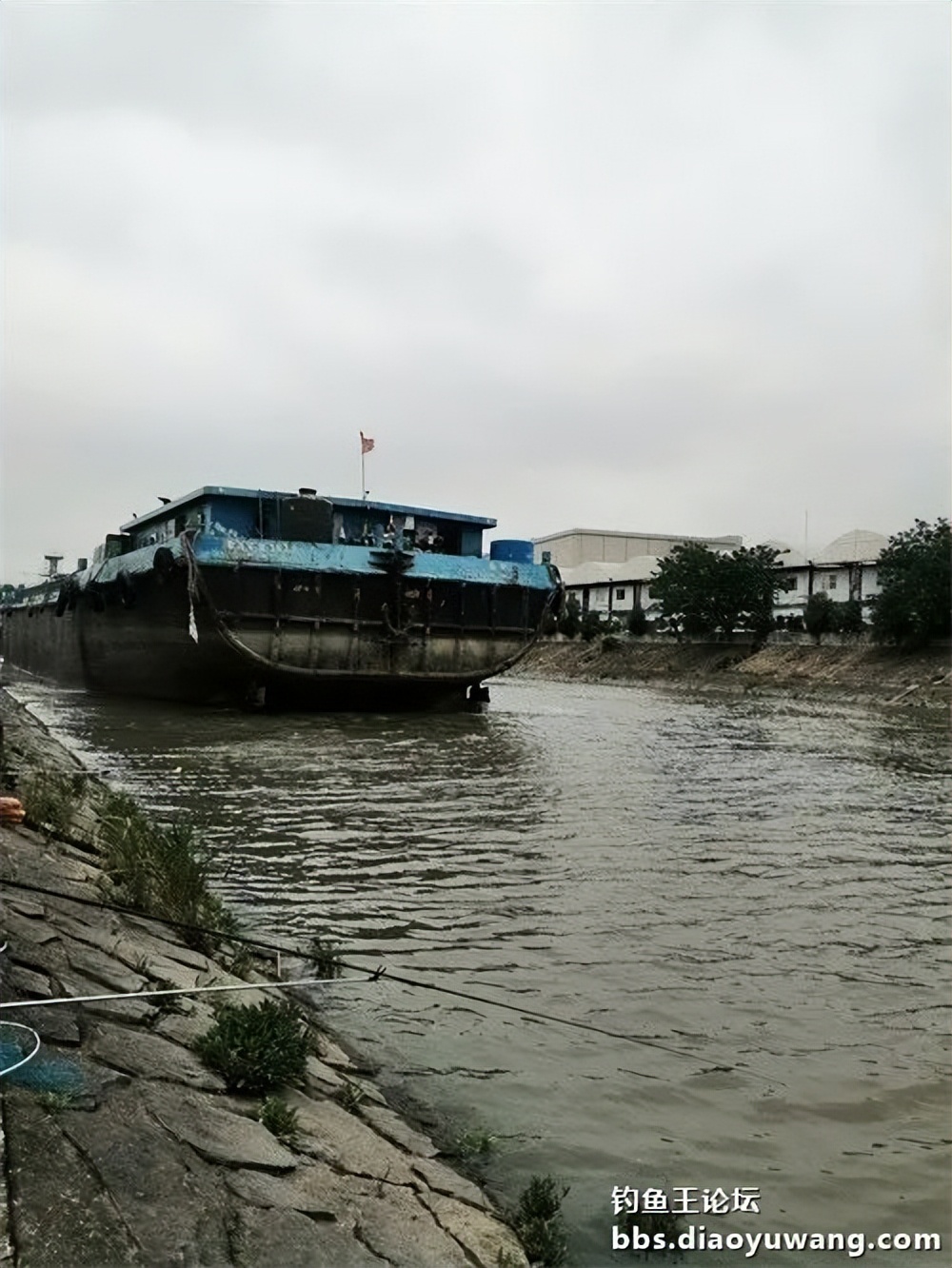 钓鱼王大鲫饵料是什么香味,钓鱼王大鲫和本味有什么区别