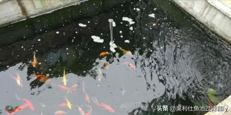 锦鲤鱼池水面有泡沫怎样解决,锦鲤鱼池水面起泡