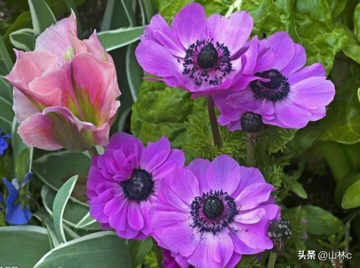 各种各样的鲜花尽情开放争芳斗艳,各种颜色的鲜花开得好美丽动人