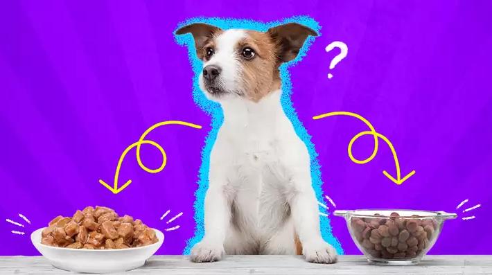 狗狗厌食挑食怎么办,狗狗厌食怎么办吃了东西就吐