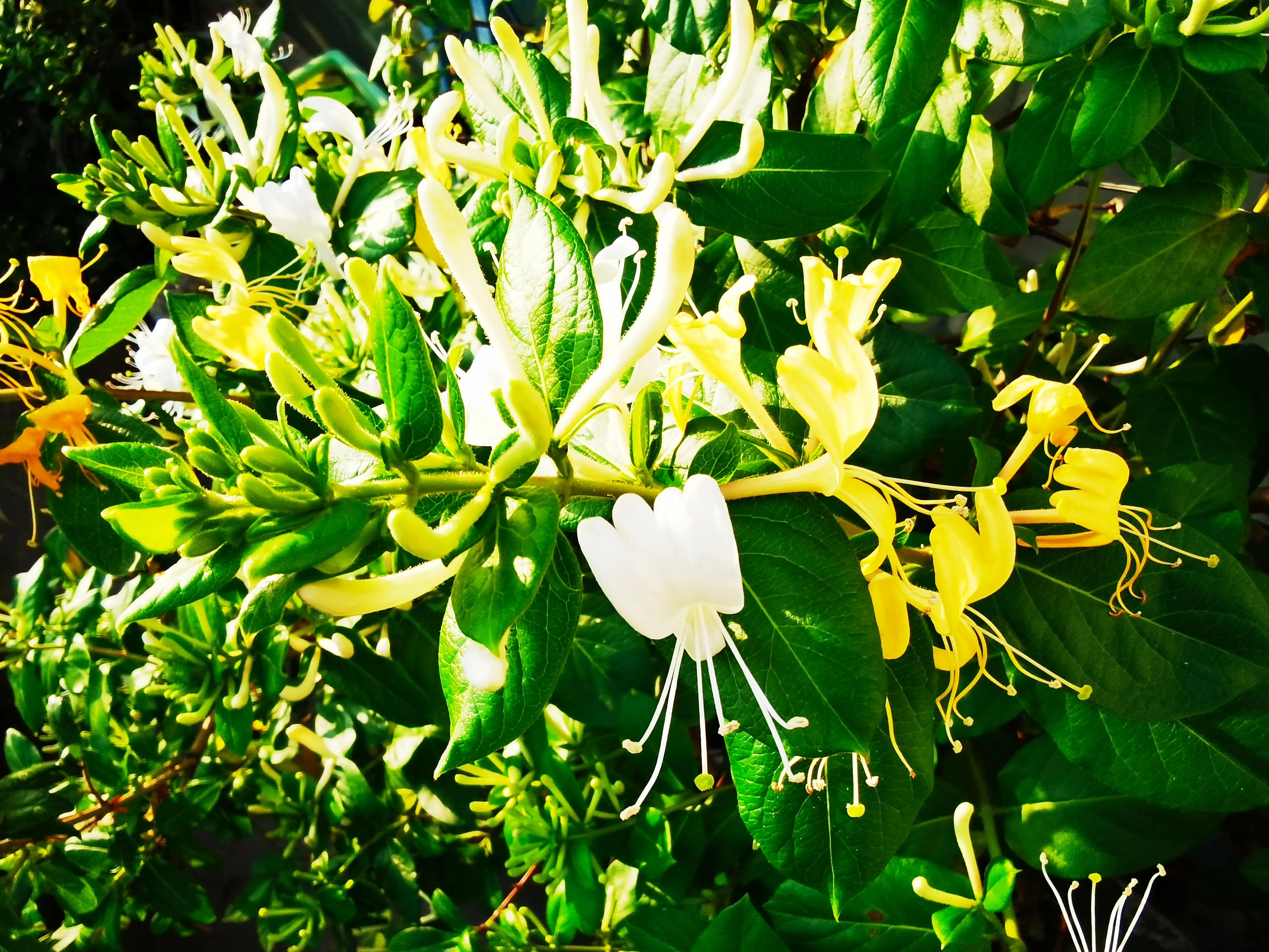 名副其实的花茶,名副其实的乌梅干