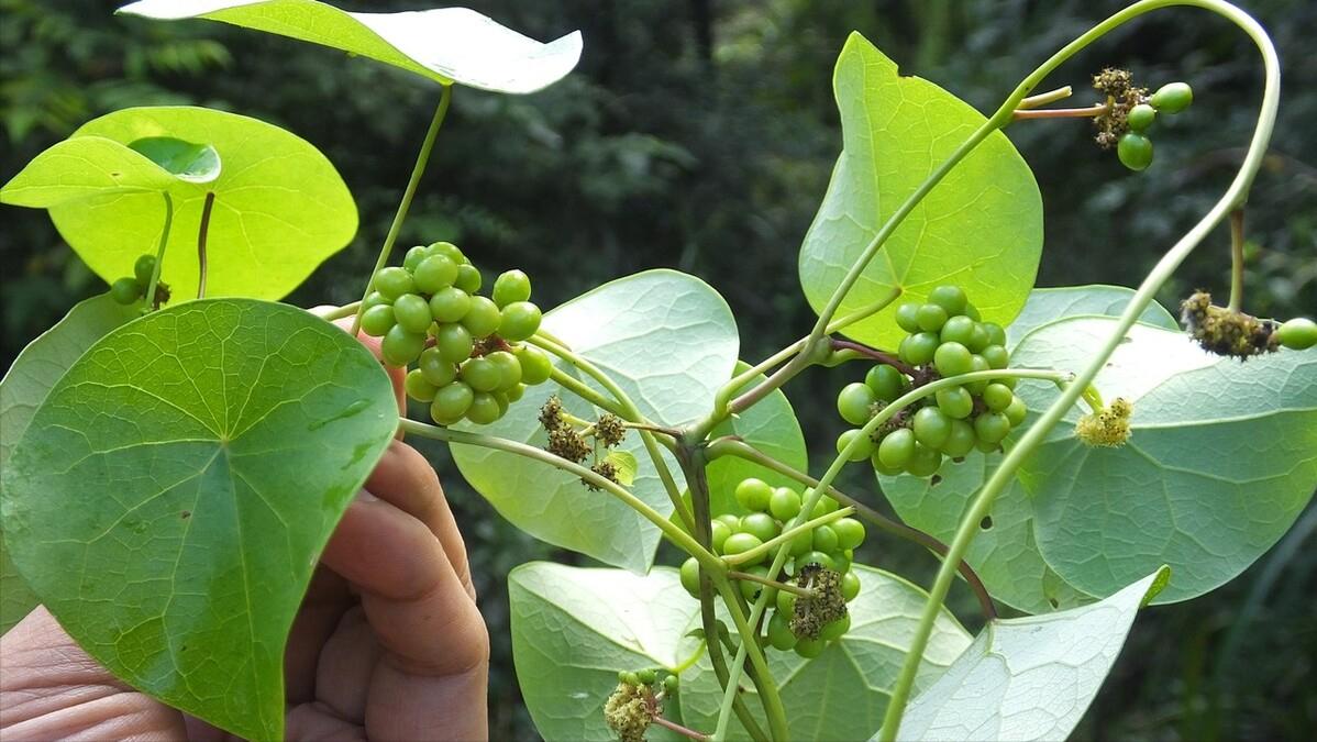 「新药科普」新冠特效药千金藤素，何时能用上