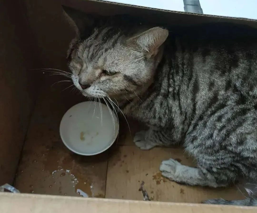 天津母女两代人救狗，500多毛孩子陷入断粮，剁白菜蒸玉米面充饥