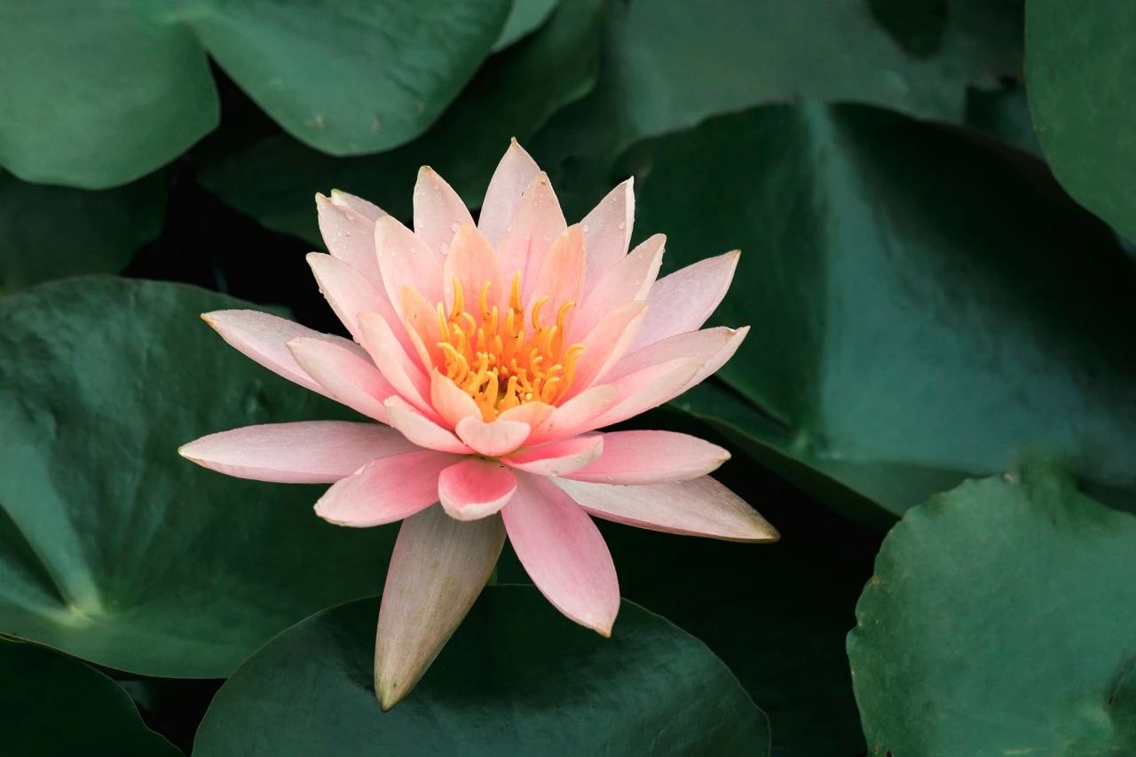 十首最美花间诗词,那些浪漫绝美的咏花诗词