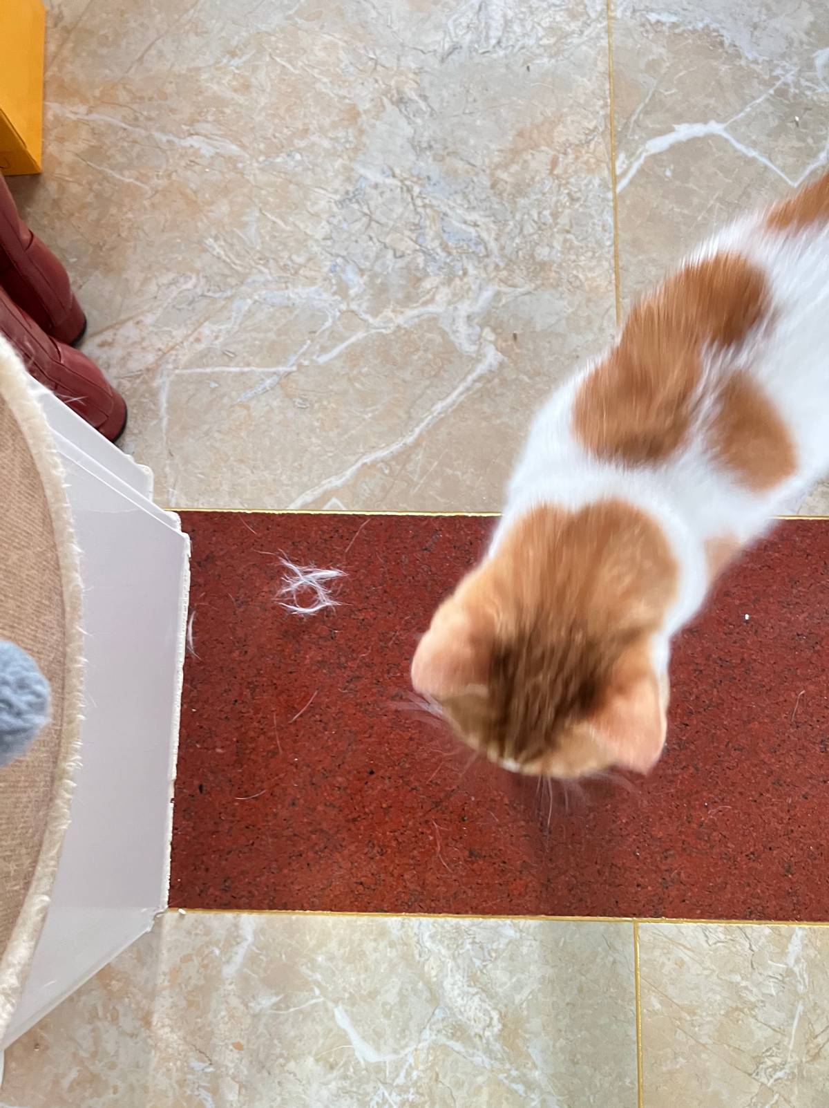 养猫过敏怎么解决,养猫过敏怎么办教你一招