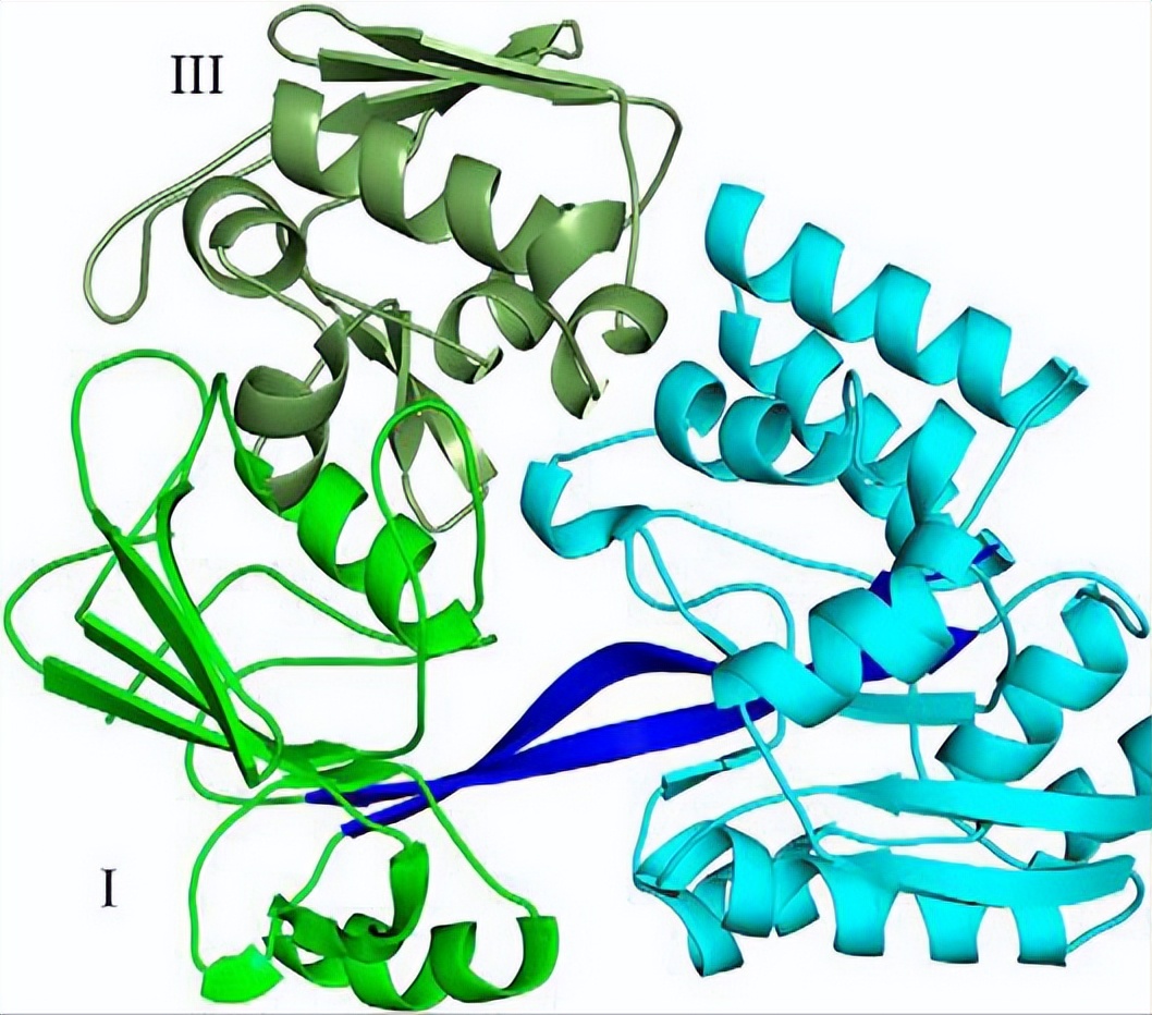 唾液酸与杜克雷嗜血杆菌周质结合蛋白之间相互作用的分子特征