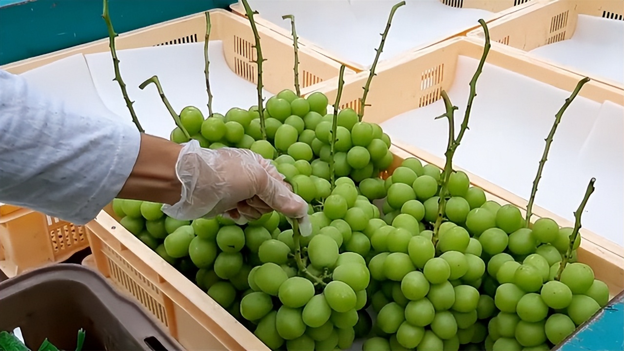 韩流是不是又要来了,韩流又要来了吗