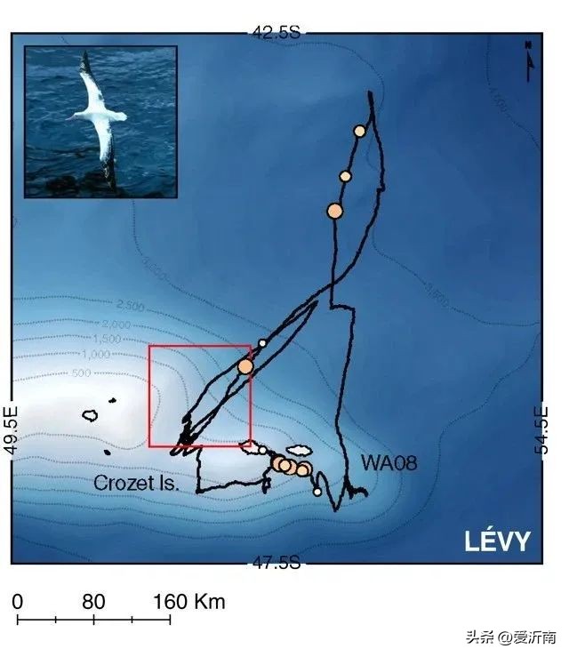 为什么你总打不到苍蝇？因为它们数学“学得”比你好