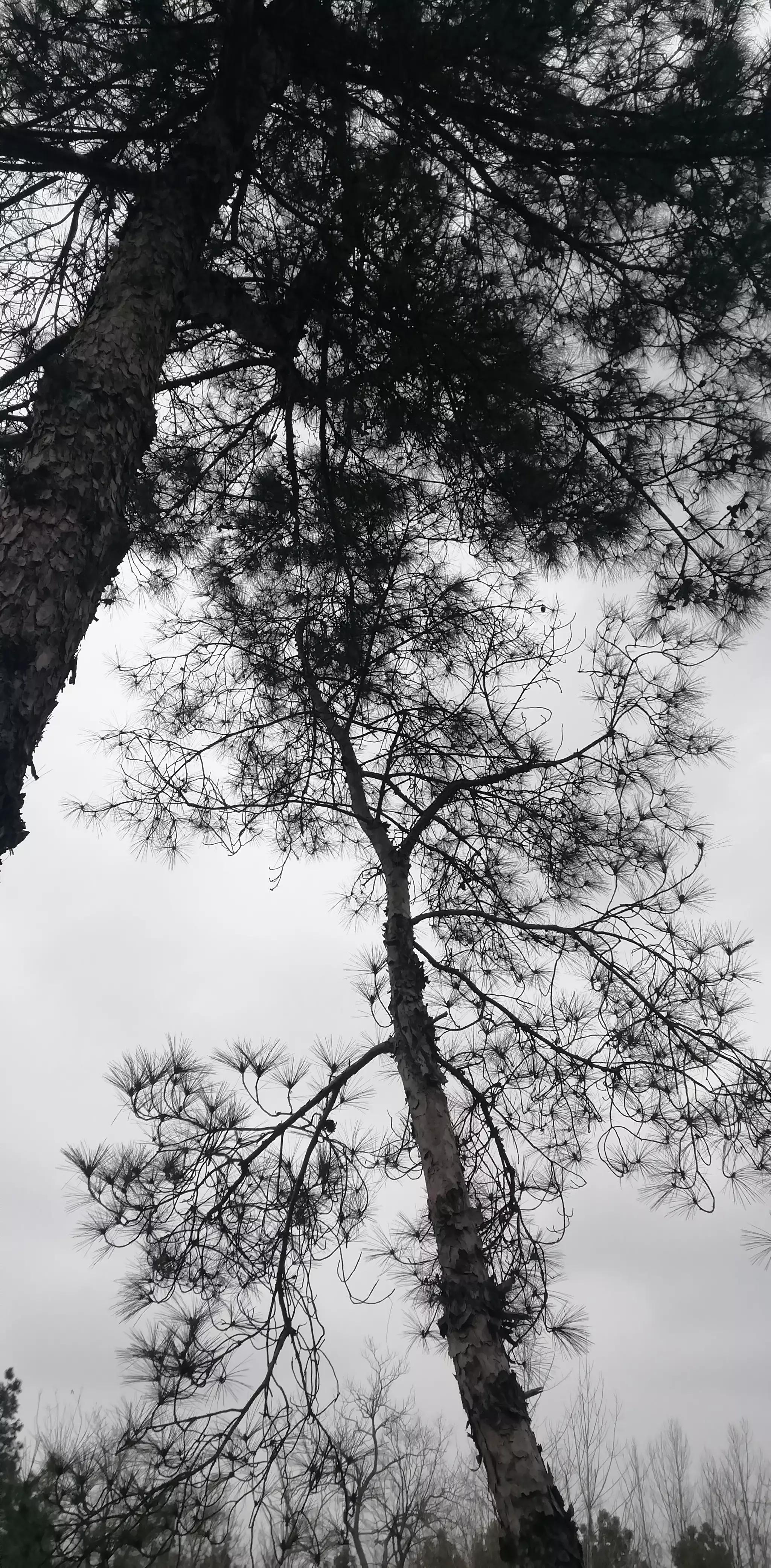 请投友们评论拍摄的怎么样？