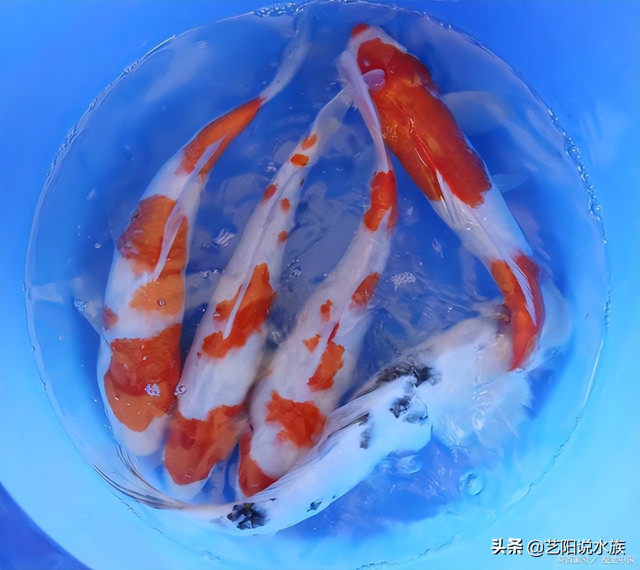 如何养锦鲤需要注意什么,如何饲养好锦鲤视频