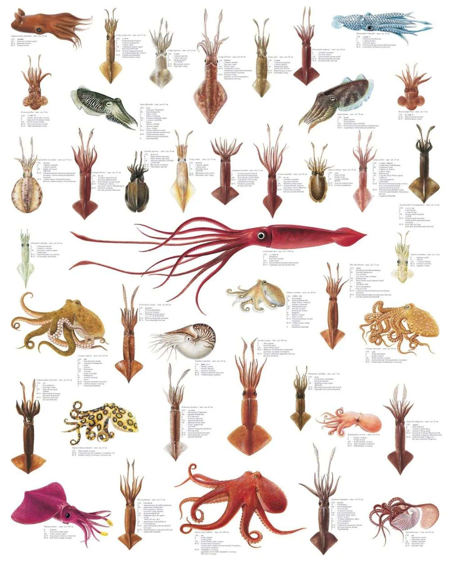 八爪鱼章鱼鱿鱼墨鱼乌贼的科普,如何区分鱿鱼章鱼八爪鱼