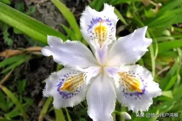 鸢尾花的寓意是,鸢尾花的寓意和象征风水