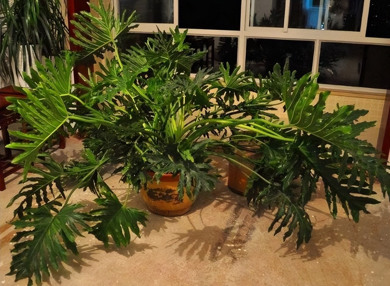 这3种花更值得拥有,这3种花一定要养