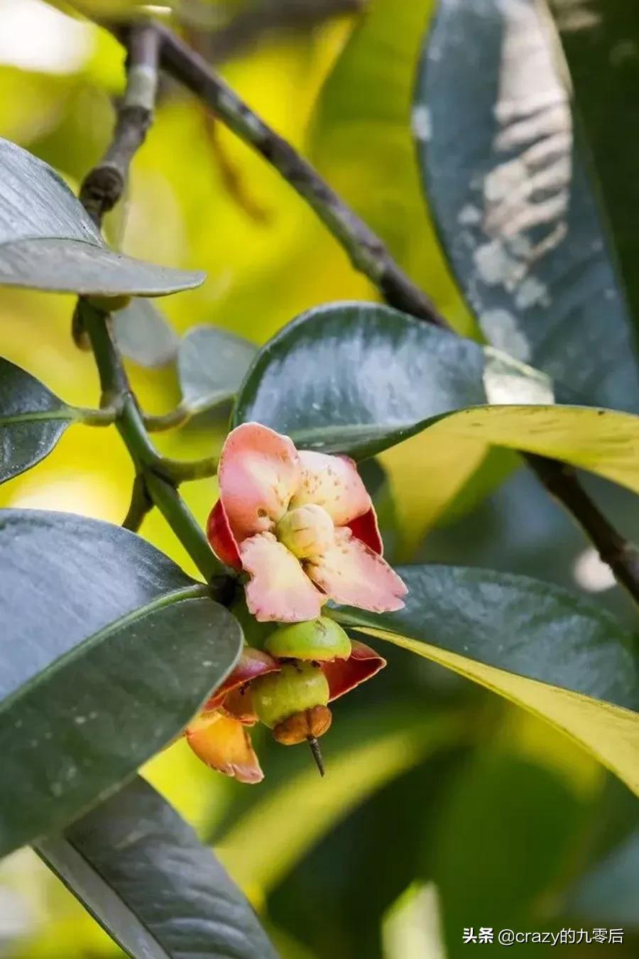 好吃的家常菜做法,好吃的山东油饼