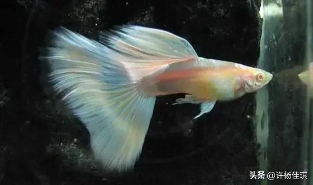 孔雀鱼品种详细介绍大全附图,最能繁殖的孔雀鱼是哪种品种
