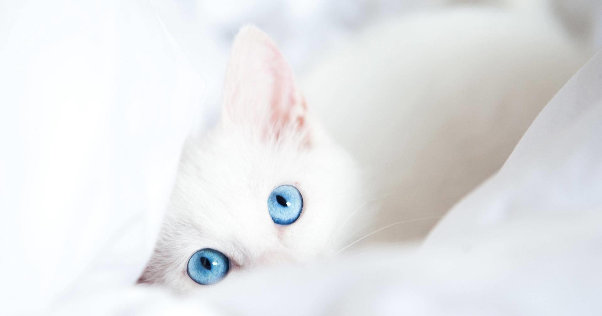 锅神降临，逆袭美食家！