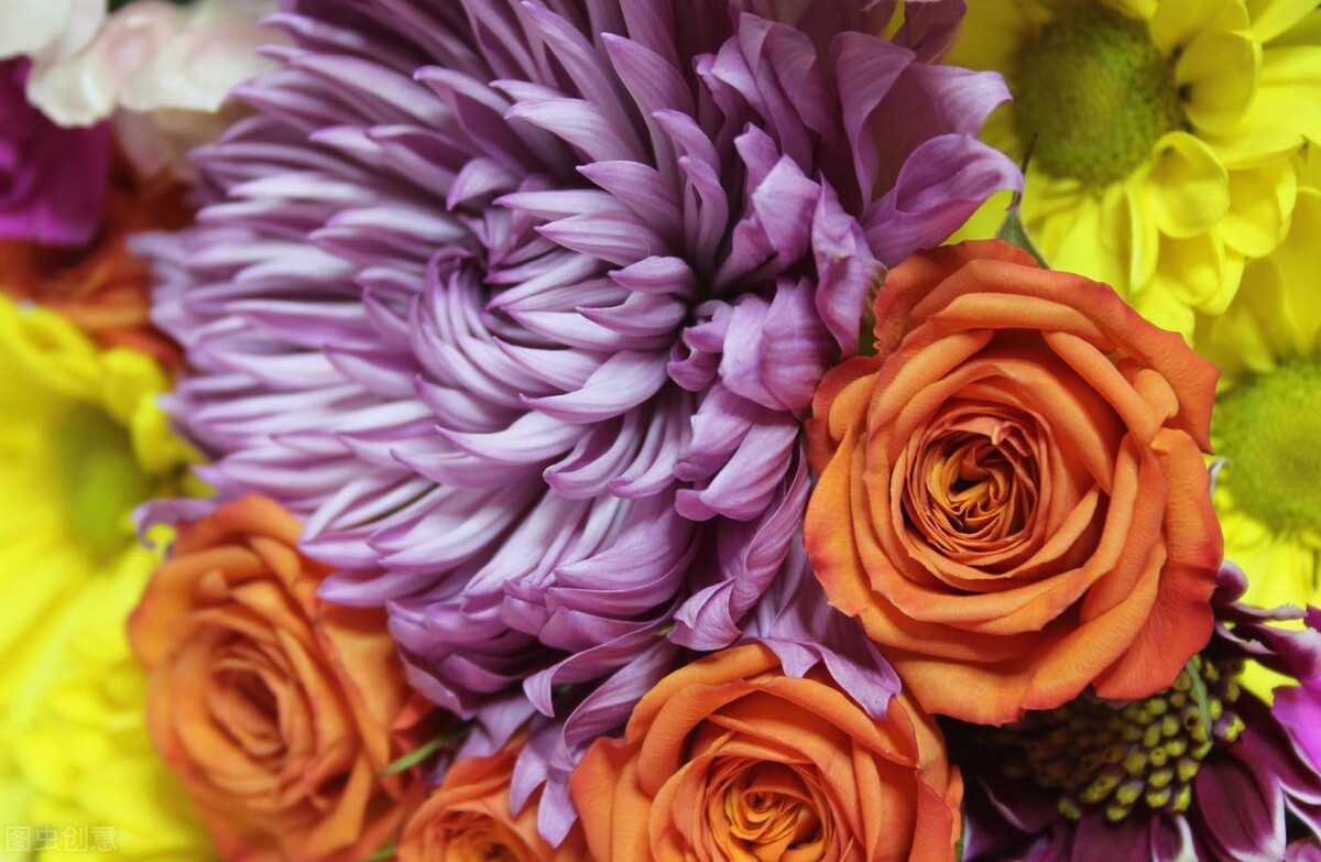 君子兰是中国的国花吗,中国的国花和国树