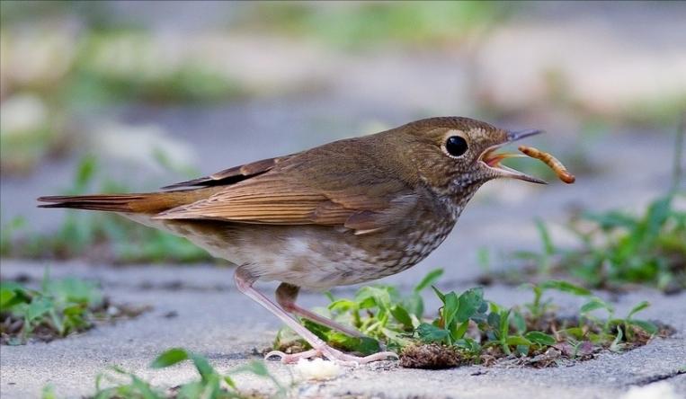鸟儿大全高清图,高清珍稀鸟动态图片大全