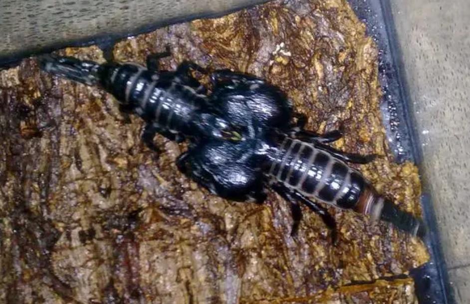 不同蝎子的生存温度,不同物种的蝎子