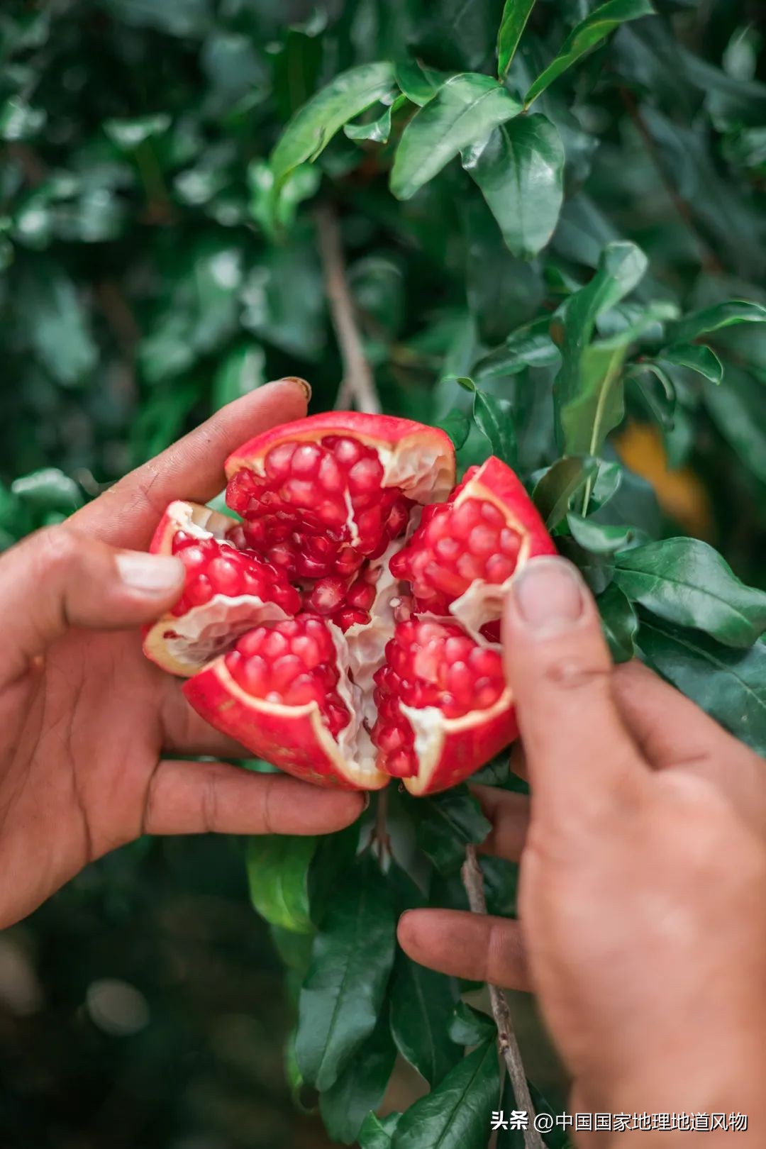 秋分广大农民粮食的丰收时节,秋分丰收总结