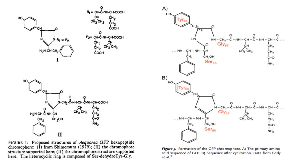 无路难开路更难原版,绿色荧光蛋白的发现史