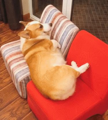 哪种狗最好养又省钱不生病,有这几种特征的狗尽量别养