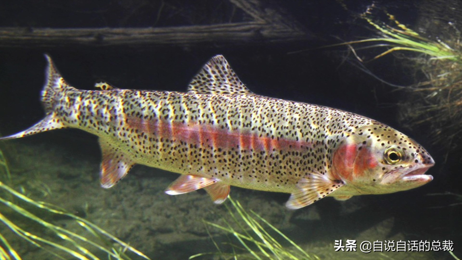 三文鱼水光真假分辨,哪种才是真正的三文鱼