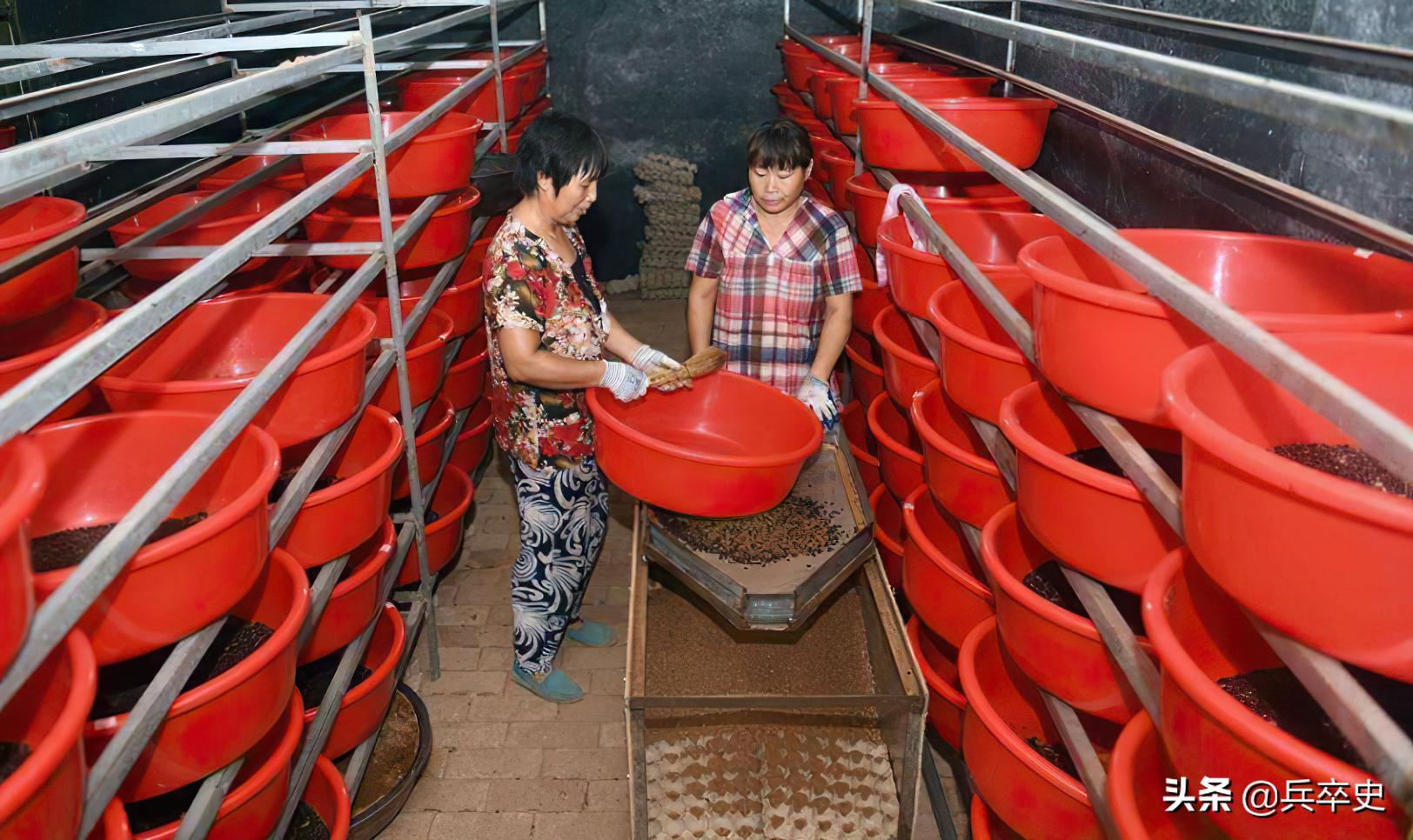 养蟑螂年入百亿,养8亿蟑螂年入百亿