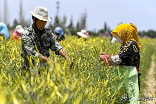 黄花菜开到什么时候采摘品质最佳,黄花菜啥时候最重