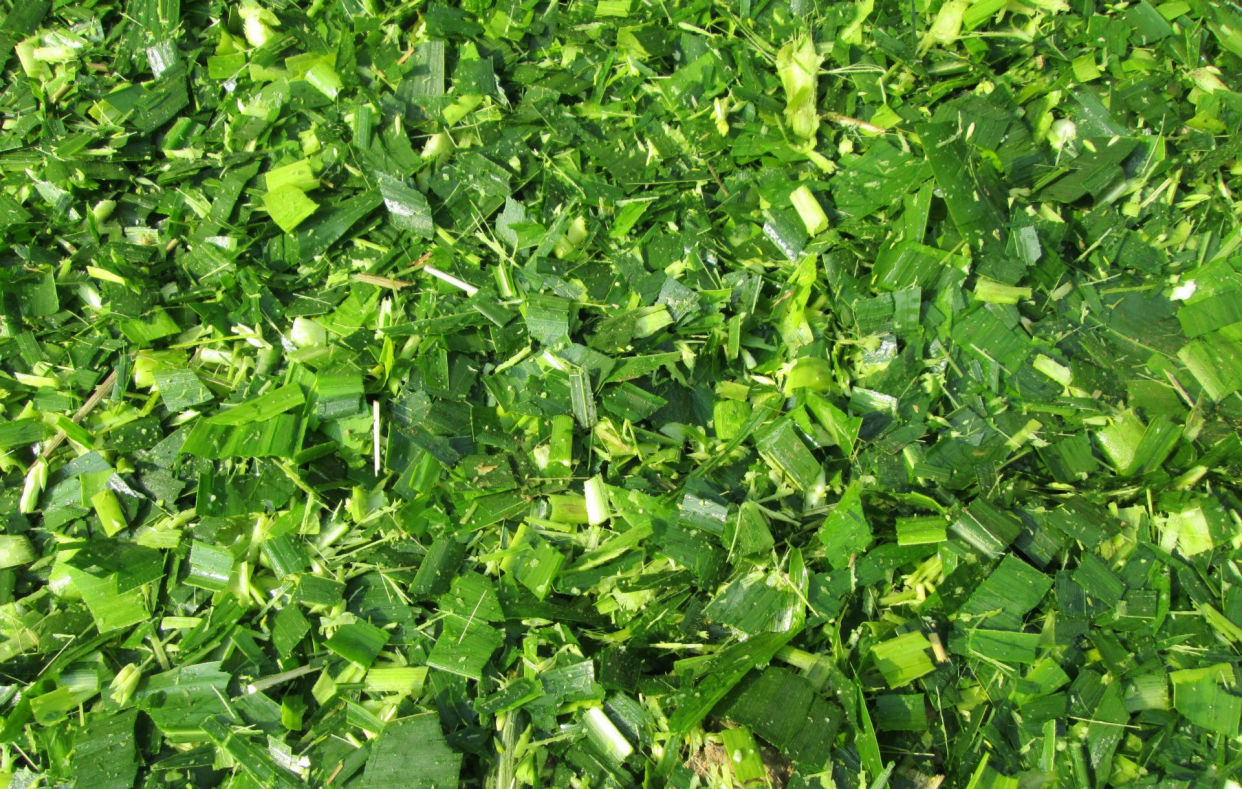 一台收割机9小时收割小麦45公顷,最新款玉米收割机青储收割视频