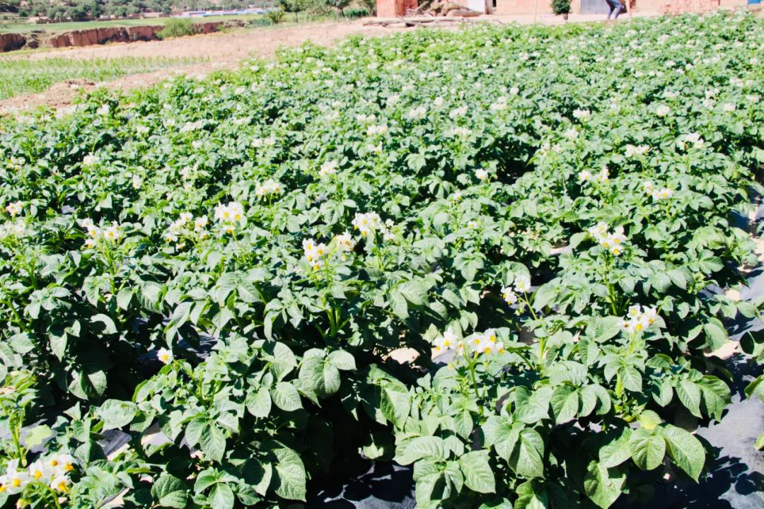 【融媒联动·全域旅游】美艳!专属农民的浪漫——青岚的洋芋花开“赛牡丹”