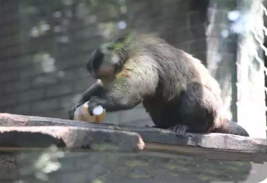 国字形脸的猴子,国字脸和络腮胡的猴子