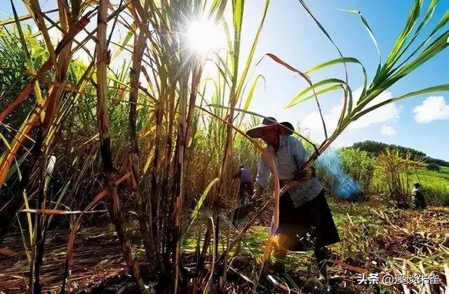 19年记者收集一大证据，揭露印度女性为满足老板，全部被“阉割”
