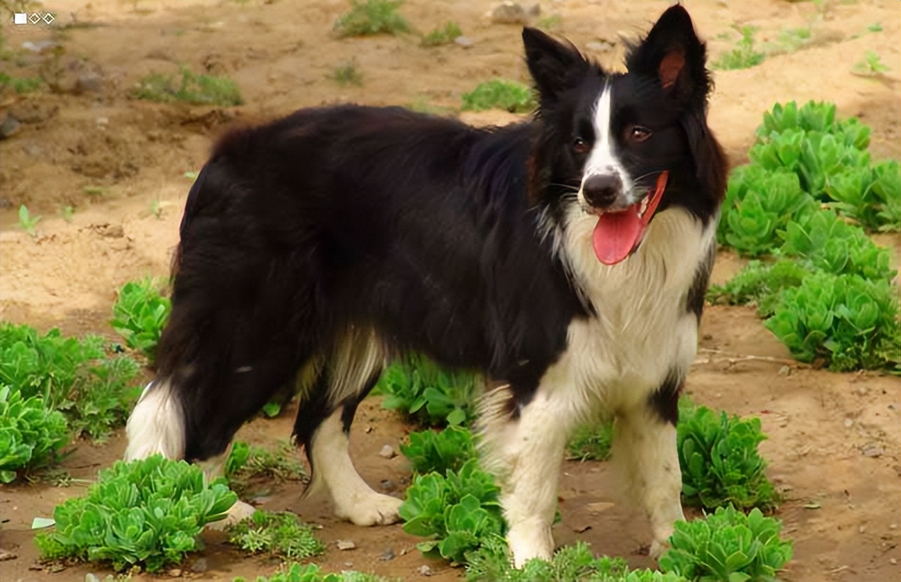 狗界五虎上将,盘点狗界6大“粘人精”