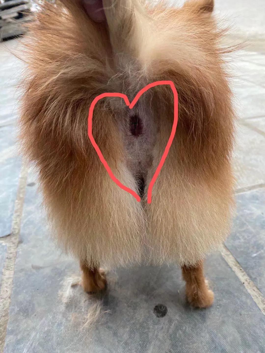 养狗小知识大全金毛,养狗小知识大全泰迪