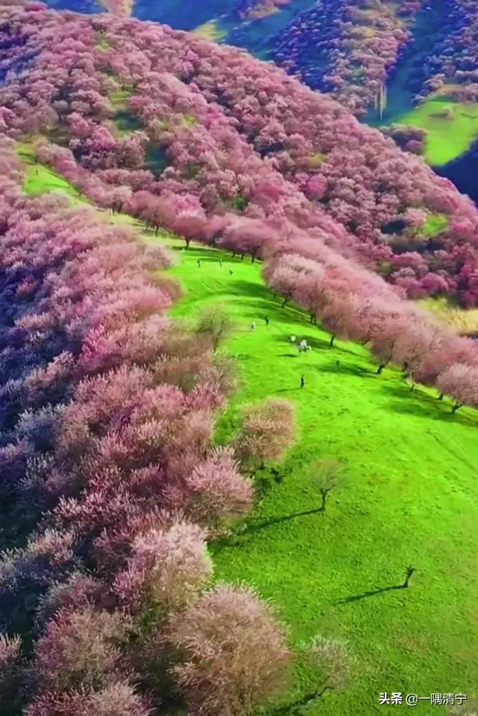 散文春天的花开,诗意的春天散文欣赏
