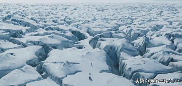 微笑天使萨摩耶犬图,萨摩耶犬是狗狗界的微笑天使